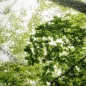Preview: Designer Teppich Wohnzimmerteppich Kurzflor Wald Bäume in grün