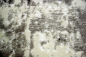 Preview: Moderner Teppich Kurzflor Teppich Wohnzimmerteppich grau creme