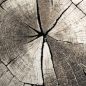 Preview: Design Teppich Beige Grau Holzstruktur Kreis modern elegant Wohnbereich